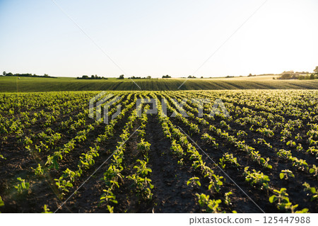 Agricultural landscape with young soybeans growing in lines under the morning sun Agricultural landscape with young soybeans growing in lines under the morning sun 125447988