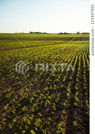 Eco-Friendly Soybean Farming Landscape Agriculture 125447992