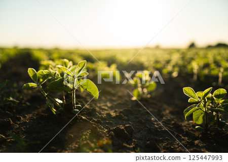 Close up Young Soy Field with Emerging Crops 125447993