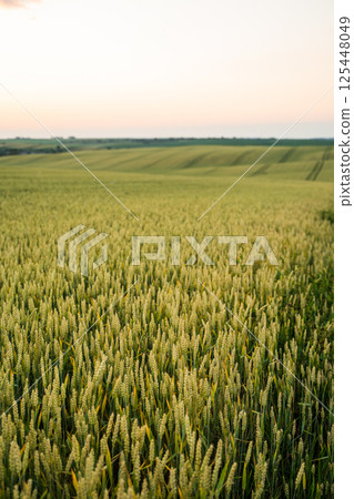 Wheat field at sunset in rural countryside 125448049