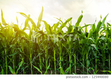 Corn stalks growing tall under soft evening light 125448080