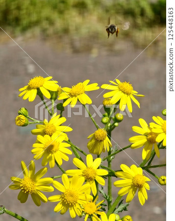 Wild plant Jacobaea vulgaris in a forest clearing. Known as anthill, stinking willie or tansy anthill. 125448163