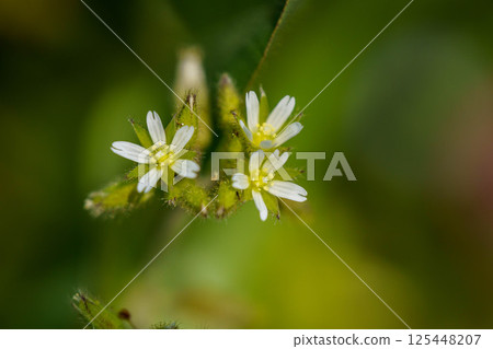 可愛的荷蘭蠼螋 125448207