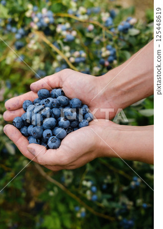 Freshly picked blueberries held in hands during a sunny harvest season in a vibrant berry farm garden 125448619