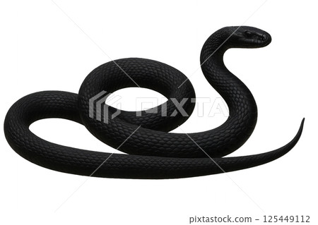 Black Snake Coiled With Distinct Texture in a Smooth, Curved Position Black Snake Coiled With Distinct Texture in a Smooth, Curved Position 125449112