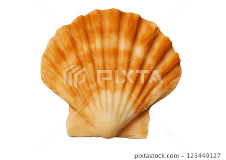 Beautiful Seashell With Vibrant Orange and Cream Patterns Found on a Sandy Beach 125449127