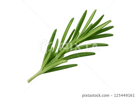 Freshly Harvested Rosemary Sprig Ready for Culinary Use in Cooking and Baking Freshly Harvested Rosemary Sprig Ready for Culinary Use in Cooking and Baking 125449161