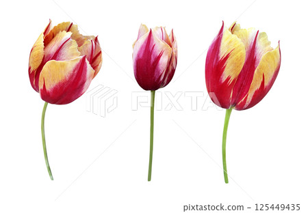 Red yellow striped tulips set first spring garden flowers, cutout with clipping path isolated object, beautiful single springtime plant, floral element of design, decor 125449435
