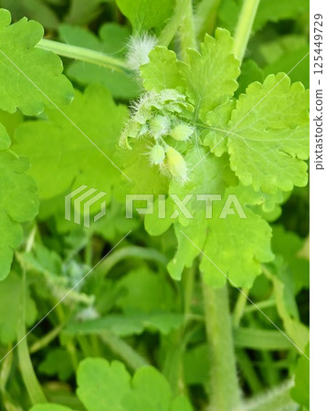 Yellow Chelidonium flowers, commonly known as greater celandine or tetterwort, at edge of the forest 125449729