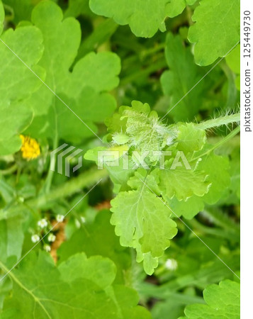 Yellow Chelidonium flowers, commonly known as greater celandine or tetterwort, at the edge of forest Yellow Chelidonium flowers, commonly known as greater celandine or tetterwort, at the edge of forest 125449730