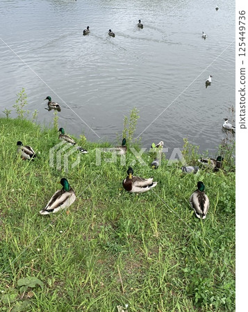 A flock of ducks near the city pond. A flock of ducks near the city pond. 125449736