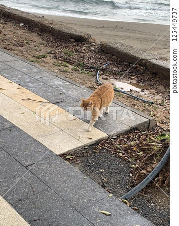 A ginger cat walks on the beach. A ginger cat walks on the beach. 125449737