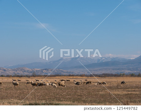 Flock of sheep grazing in a field with mountains in background Flock of sheep grazing in a field with mountains in background 125449782