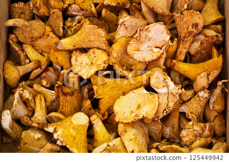 Chanterelle mushrooms 125449942