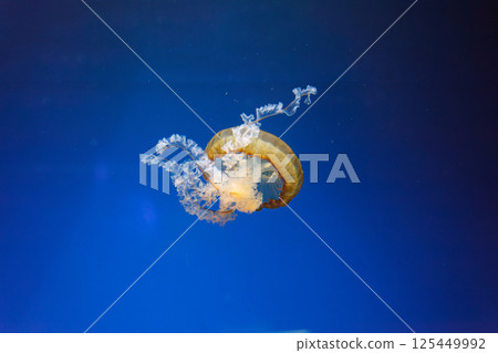 underwater photos of jellyfish chrysaora fuscescens jellyfish pacific sea nettle 125449992