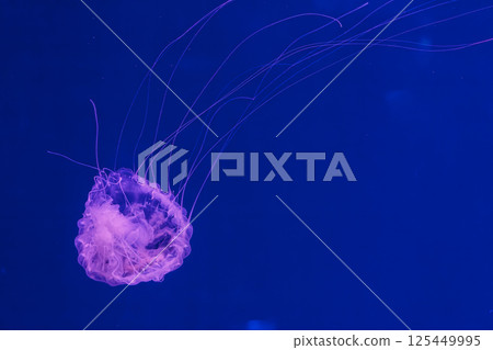 underwater photos of jellyfish chrysaora quinquecirrha jellyfish the atlantic sea nettle underwater photos of jellyfish chrysaora quinquecirrha jellyfish the atlantic sea nettle 125449995