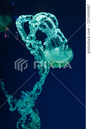 underwater photos of jellyfish chrysaora plocamia south america sea nettle 125449997