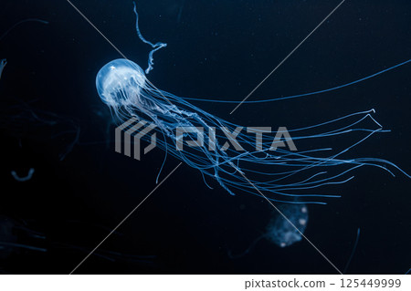 underwater photos of atlantic sea nettle jellyfish chrysaora quinquecirrha 125449999