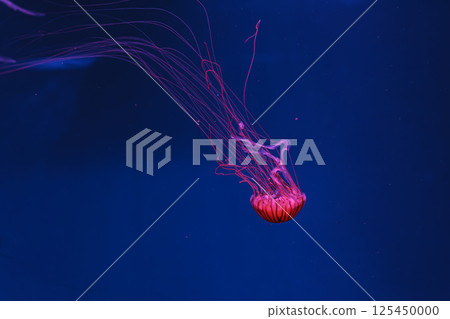 underwater photos of jellyfish chrysaora pacifica jellyfish japanese sea nettle underwater photos of jellyfish chrysaora pacifica jellyfish japanese sea nettle 125450000
