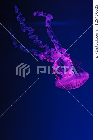 underwater shooting of beautiful Chrysaora hysoscella underwater shooting of beautiful Chrysaora hysoscella 125450025
