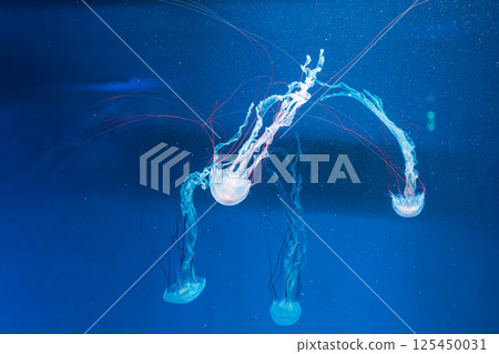 underwater photography jellyfish Purple striped jelly. Chrysaora colorata 125450031