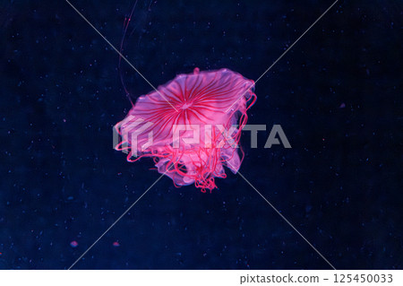 underwater photography jellyfish chrysaora melanaster, Northern Sea Nettle or brown jellyfish 125450033