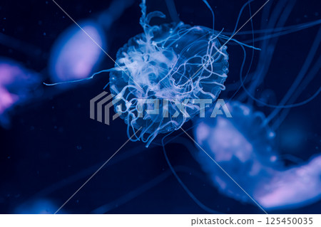 underwater photography jellyfish Chrysaora lactea, Milk Sea Nettle underwater photography jellyfish Chrysaora lactea, Milk Sea Nettle 125450035