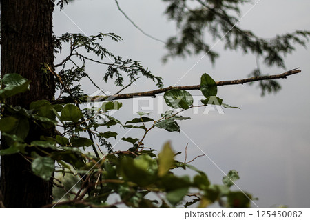The Silhouetted Reflections of Salal And Red Cedar The Silhouetted Reflections of Salal And Red Cedar 125450082