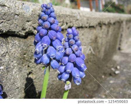 Bright Blue Grape Hyacinth Beside Steps Bright Blue Grape Hyacinth Beside Steps 125450083