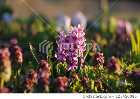 Hyacinths Among The Purple Dead Nettle Hyacinths Among The Purple Dead Nettle 125450086