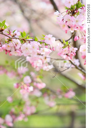 Pale pink Shikawa cherry blossoms 125450088