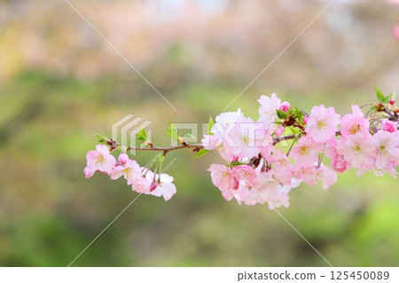 A close-up of the pale pink Omoigawa cherry blossoms [Blurred background] [Blurred background] 125450089
