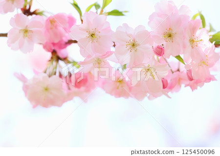Close-up of pale pink Omoigawa cherry blossoms [Sky background] 125450096
