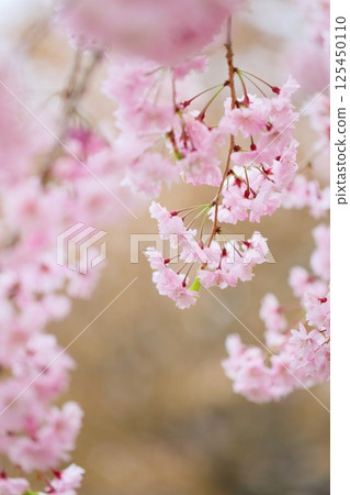 盛開的雙紅垂枝櫻花 125450110