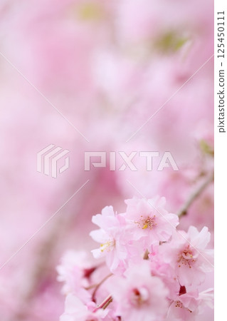 盛開的重瓣垂枝櫻花樹的特寫 [背景模糊] [背景模糊] 125450111