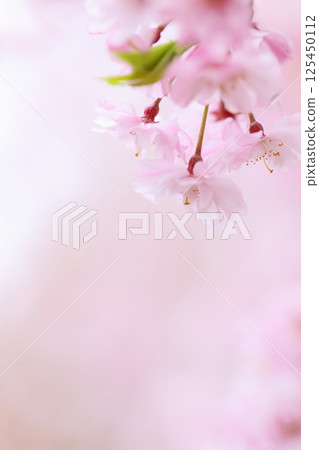盛開的重瓣垂枝櫻花樹的特寫 [背景模糊] [背景模糊] 125450112