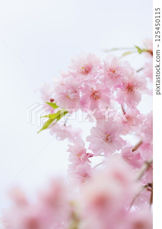 Close-up of a double-flowered weeping cherry tree in full bloom [Sky background] 125450115