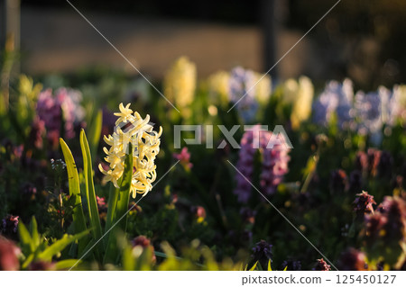 Hyacinths Among The Purple Dead Nettle Hyacinths Among The Purple Dead Nettle 125450127