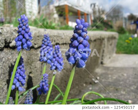 Bright Blue Grape Hyacinth Beside Steps 125450157