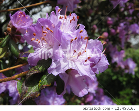 Closeup Of Purple Azalea Blossoms  125450163