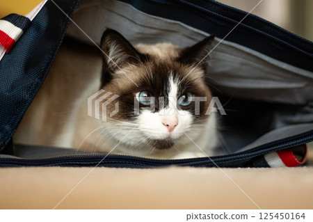 Black and white cat hiding in bag from something that scared him a lot. Cat is sitting in safe place. 125450164