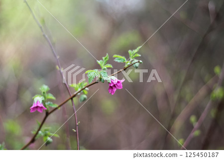 Flowering Salmonberry In Early Spring  125450187