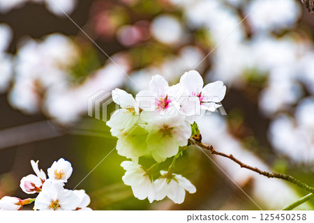Cherry blossoms in the park Cherry blossoms in the park 125450258