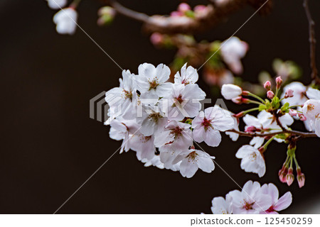 公園裡的櫻花 125450259
