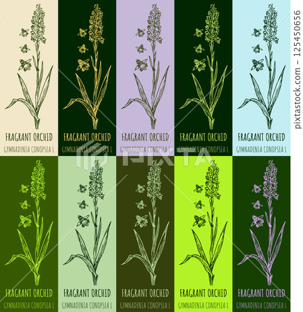 Set of vector drawing FRAGRANT ORCHID in various colors. Hand drawn illustration. The Latin name is GYMNADENIA CONOPSEA L. Set of vector drawing FRAGRANT ORCHID in various colors. Hand drawn illustration. The Latin name is GYMNADENIA CONOPSEA L. 125450656