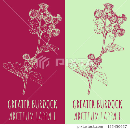 Vector drawing GREATER BURDOCK. Hand drawn illustration. The Latin name is ARCTIUM LAPPA L. Vector drawing GREATER BURDOCK. Hand drawn illustration. The Latin name is ARCTIUM LAPPA L. 125450657