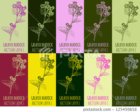 Set of vector drawing GREATER BURDOCK in various colors. Hand drawn illustration. The Latin name is ARCTIUM LAPPA L. 125450658