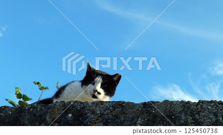 Wild cat observes surroundings from stone wall against bright blue sky in natural habitat 125450738