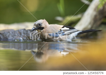 Beautiful picture the Eurasian jay (Garrulus glandarius). A passerine bird from crow family having bath in a deep forest. Wildlife scene from Czech republic 125450774
