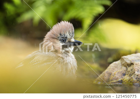 Beautiful picture the Eurasian jay (Garrulus glandarius). A passerine bird from crow family having bath in a deep forest. Wildlife scene from Czech republic Beautiful picture the Eurasian jay (Garrulus glandarius). A passerine bird from crow family having bath in a deep forest. Wildlife scene from Czech republic 125450775